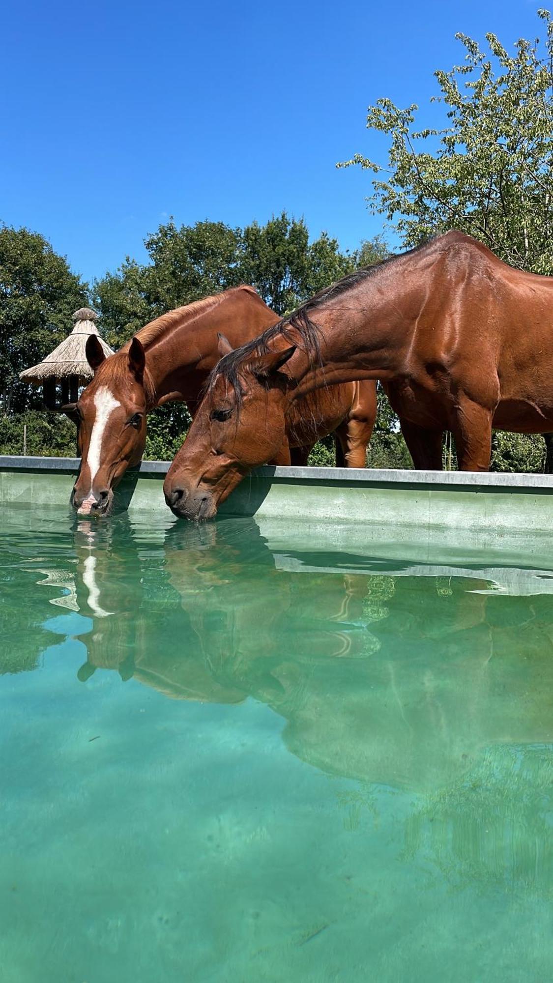 Hipsy-gipsy Retreat-ranch